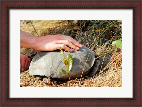 Framed Gopher Tortoise Print