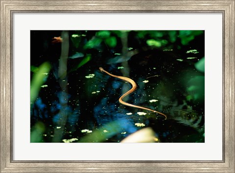 Framed Snake in the water Print