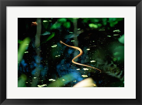 Framed Snake in the water Print