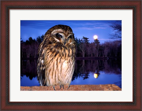 Framed Barred Owl perching on a log Print