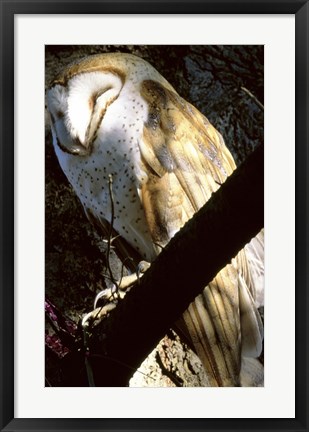 Framed Barn Owl Sleeping Print