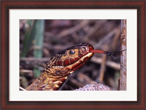 Framed Red-bellied Water Snake Print