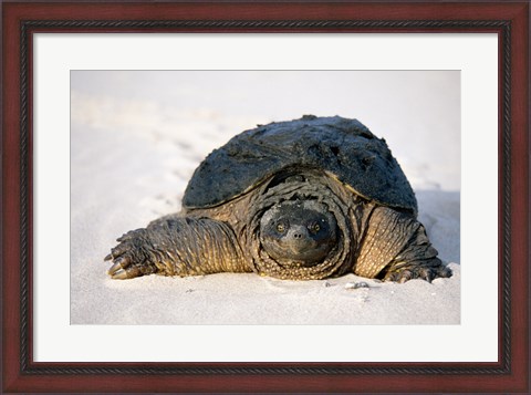 Framed Freshwater turtle on sand Print