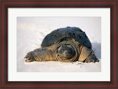 Framed Freshwater turtle on sand Print