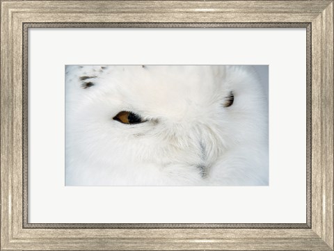 Framed Snowy Owl - eyes Print
