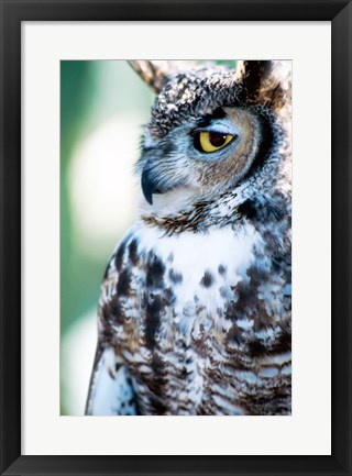 Framed Great Horned Owl Looking Off Print