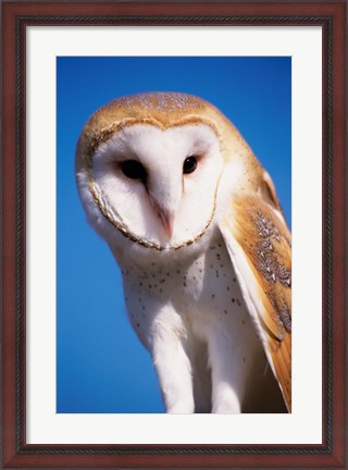 Framed Barn Owl Close Up Print