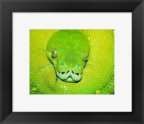 Framed Emerald Tree Boa Snake Head Print