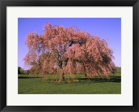 Framed Blossoms on a tree in a field Print