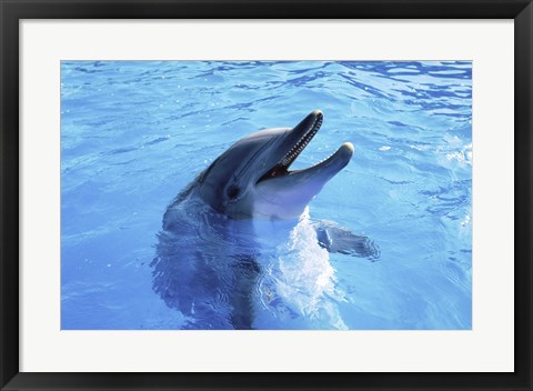 Framed Dolphin Sea World, San Diego, California Print