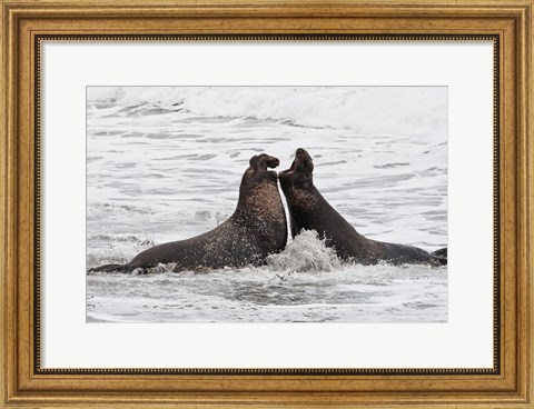 Framed Alpha Seals Print