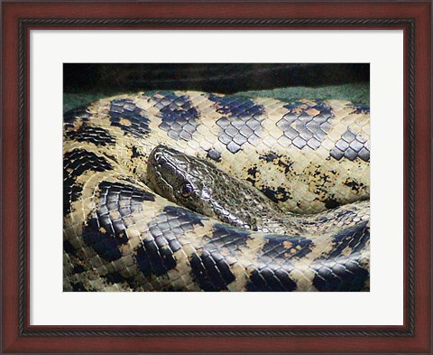 Framed Anaconda Print