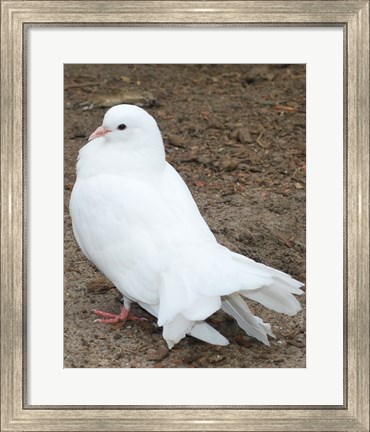 Framed Animal Farm  Dove Print