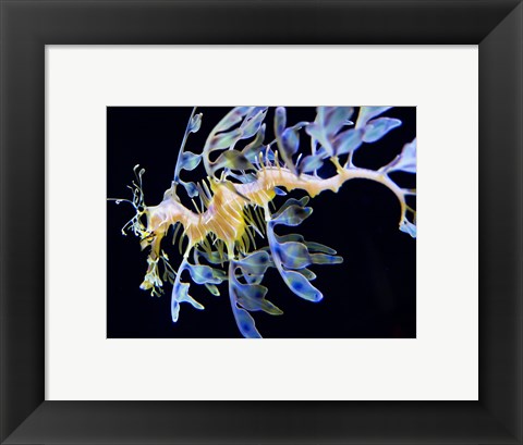 Framed Sea Horse underwater Print