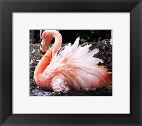 Framed Broedende Rode Flamingo Print