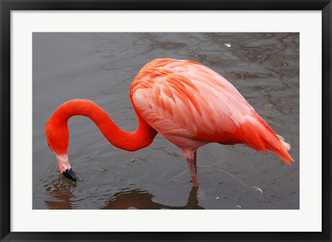 Framed Caribbean Flamingo at Slimbridge Arp Print