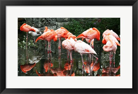 Framed Caribbean Flamingo Phoenicopterus Ruber Print