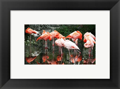 Framed Caribbean Flamingo Phoenicopterus Ruber Print