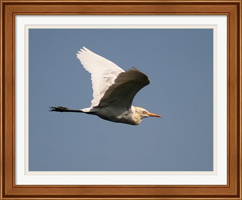 Framed Cattle Egret Print