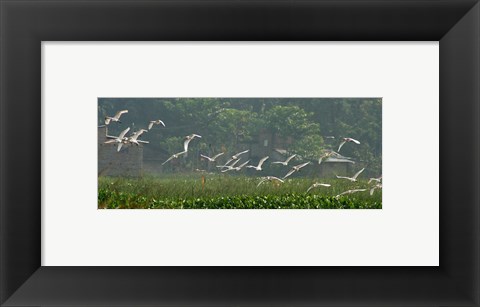 Framed Cattle Egrets Print