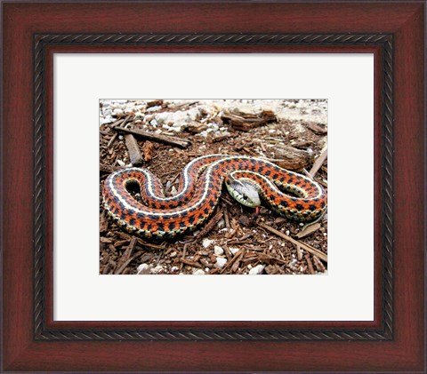 Framed Coast Garter Snake Print