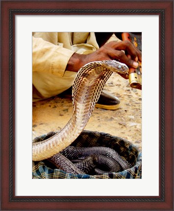 Framed Cobra in Basket Print