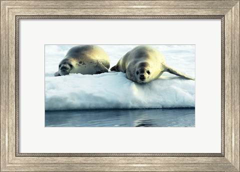 Framed Crabeater Seals Print