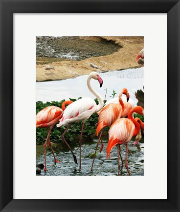 Framed Flamingos Pink and White Print