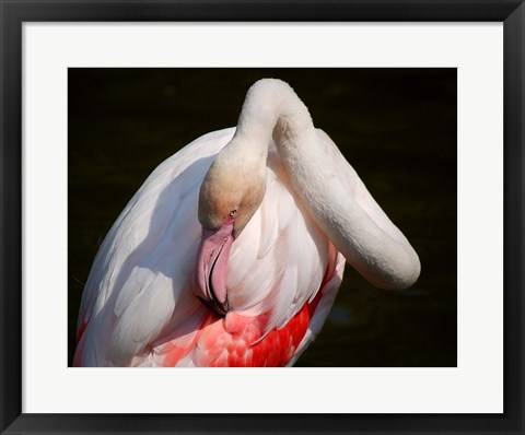 Framed Flamingo Blijdorp Print