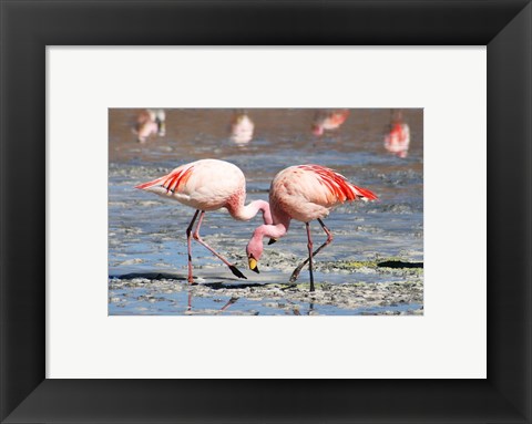 Framed Flamingos Laguna Colorada Print