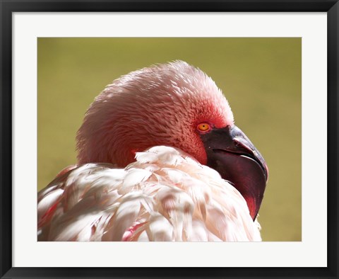 Framed Flamingos Face Close Up Print