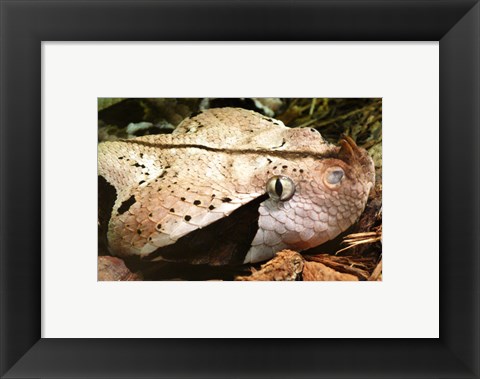 Framed Gabon Viper Head Print