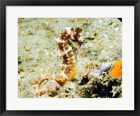 Framed Hippocampus Histrix (Thorny seahorse) Print