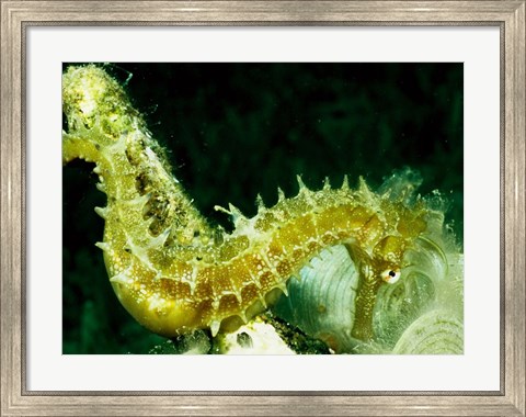 Framed Green Seahorse Print