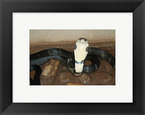 Framed King Cobra Print