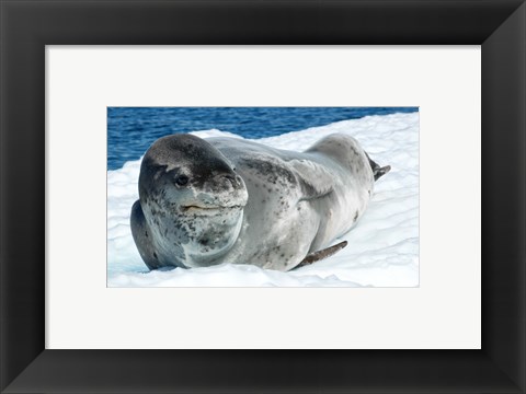 Framed Leopard Seals In Antarctica Print
