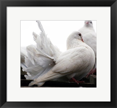 Framed Little White Dove, Colchester Zoo Print