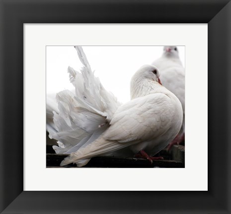 Framed Little White Dove, Colchester Zoo Print