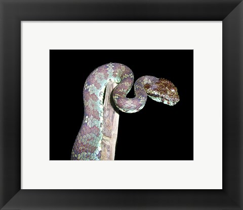 Framed Malabar Pit Viper Print