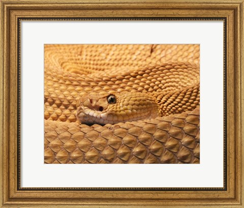 Framed Mexican West Coast Rattlesnake Print