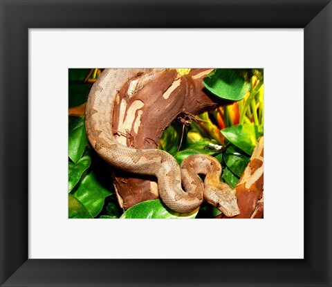 Framed Pacific Boa Print