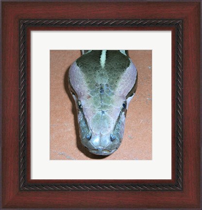 Framed Rock Python Head Print