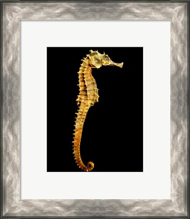 Framed Seahorse Skeleton Macro Print