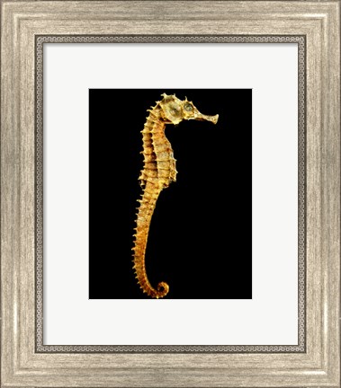 Framed Seahorse Skeleton Macro Print