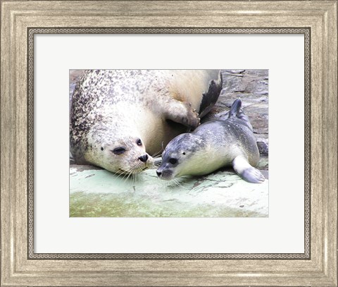 Framed Seals at Antwerp Zoo Print