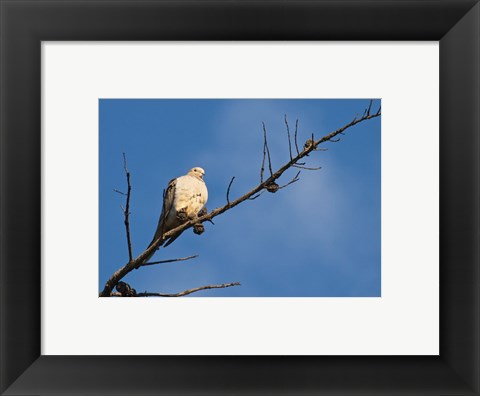 Framed Dove Above Print