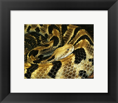 Framed Timber Rattlesnake Print