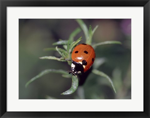 Framed Close-up of a ladybug on leaves Print