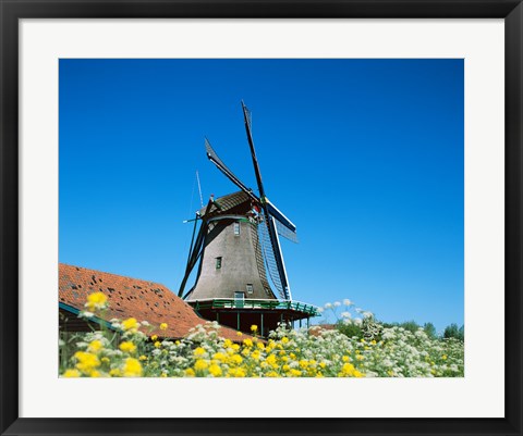 Framed Windmill, Zaanse Schans, Netherlands In Flowers Print