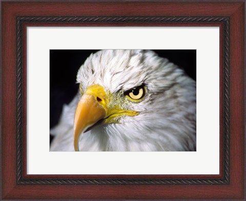 Framed Close-up of a Bald eagle (Haliaeetus leucocephalus) Print